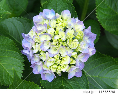 ハイドランジア・アーリーブルー ハイドランジア・アーリーブルー 11685598