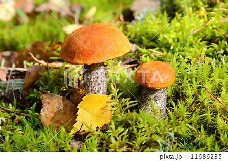 Mushroom in moss 11686235