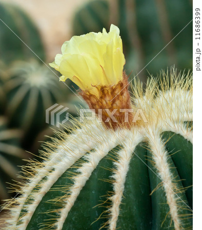 Close up of cactus. 11686399