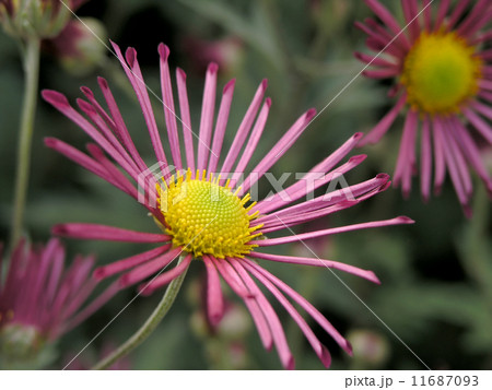 blossoming chrysanthemum 11687093