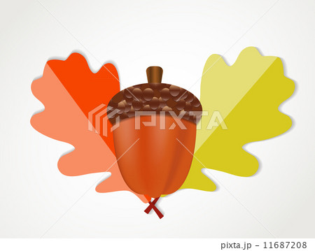 Acorn with Leaves Vector Autumn Illustration 11687208