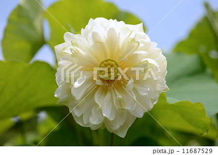 八重のハスの花 11687529