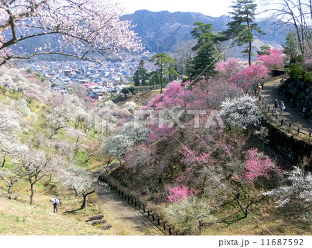 青梅市梅の公園（全伐採直前） 11687592