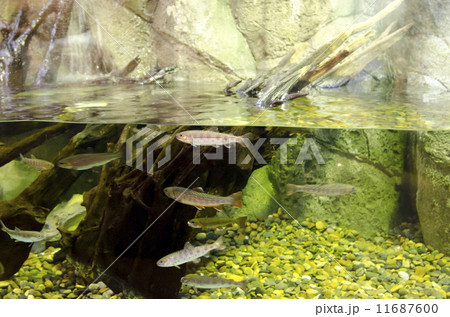 やまめ やまめ 11687600