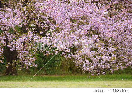 夕陽に染まるヤエザクラ（八重桜）の大木 11687655