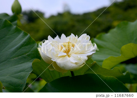 八重のハス 11687660