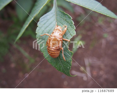 蝉の抜け殻(埼玉県深谷市) 蝉の抜け殻(埼玉県深谷市) 11687689