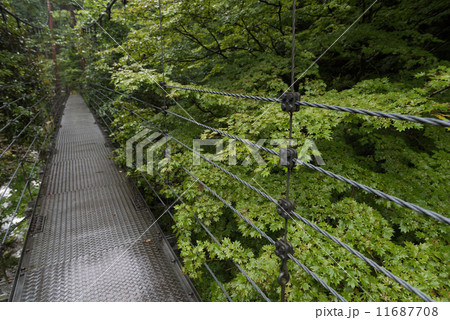 原不動滝　カエデ橋 11687708