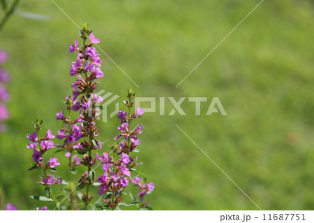 ミソハギ ミソハギ 11687751