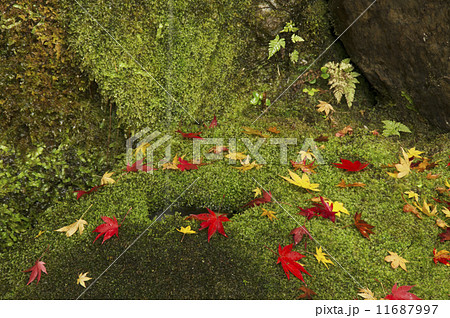 紅葉 京都 護法堂弁財天 紅葉 京都 護法堂弁財天 11687997