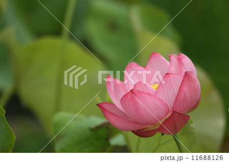 はすの花 11688126