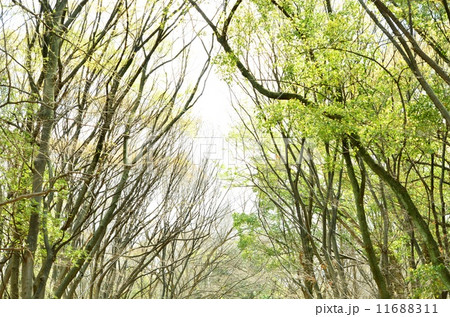 芽吹き 11688311