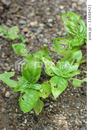 虫食いバジル 11688421