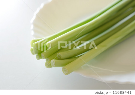 にんにくの芽 11688441