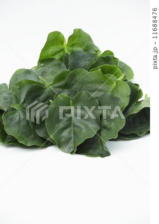 オカワカメ 11688476