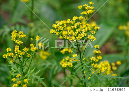 サワギク 11688965