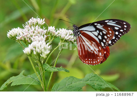 ヒヨドリバナとアサギマダラ ヒヨドリバナとアサギマダラ 11688967