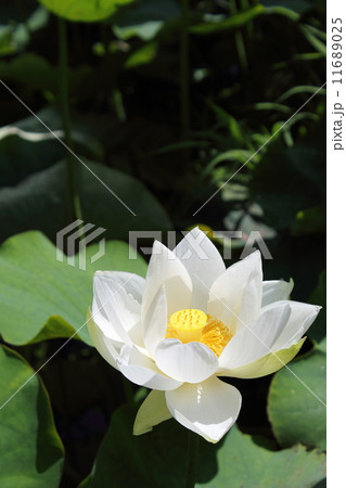 白い蓮の花 11689025