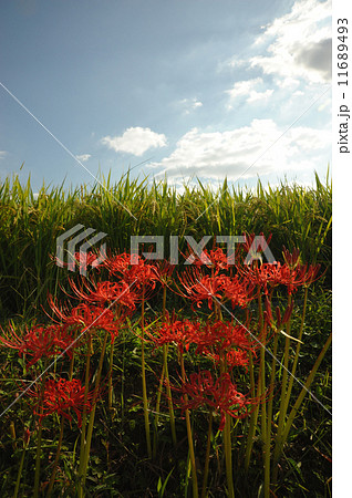 彼岸花 彼岸花 11689493