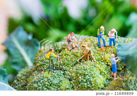 Group of farmers on a giant cauliflower 11689809