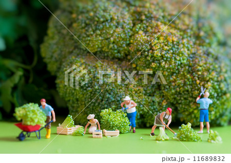 Group of farmers harvesting a giant cauliflower. 11689832