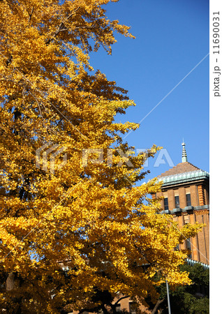 日本大通り(横浜市)のイチョウの紅葉 日本大通り(横浜市)のイチョウの紅葉 11690031