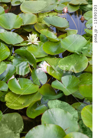 Beautiful white and pink waterlily or lotus flower in pond Beautiful white and pink waterlily or lotus flower in pond 11690103