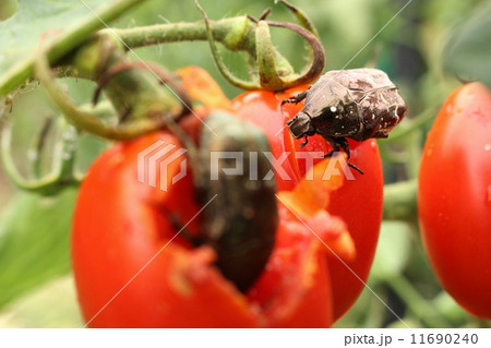 食事中ですが、何か？ 11690240