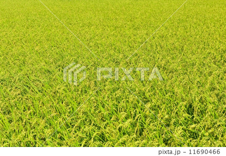 黄金色の稲 黄金色の稲 11690466