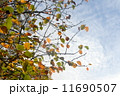 冬空を眺めて 11690507