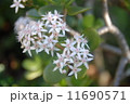庭の金のなる木に花が咲いた 11690571