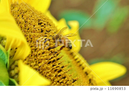 ヒマワリの背景素材 ヒマワリの花芯と花粉まみれの蜜蜂 花アップ横位置の写真素材