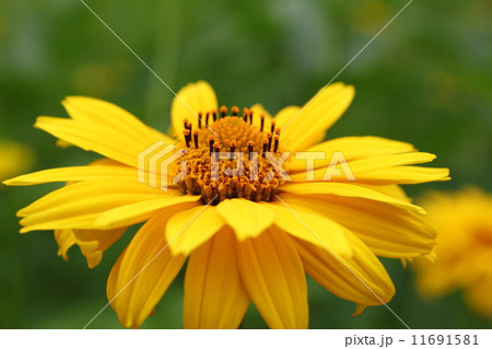 キクイモモドキ 11691581