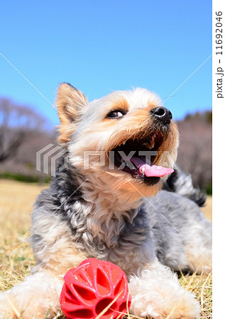 ぷはぁ♪ 11692046