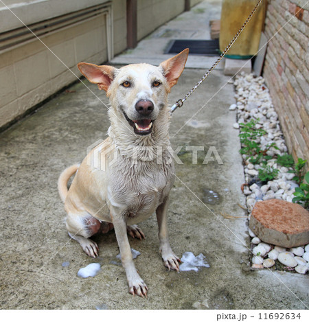 Bath time for happy Dog 11692634