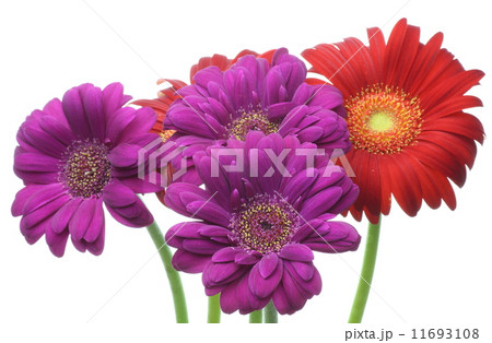 ガーベラ ガーベラ 11693108
