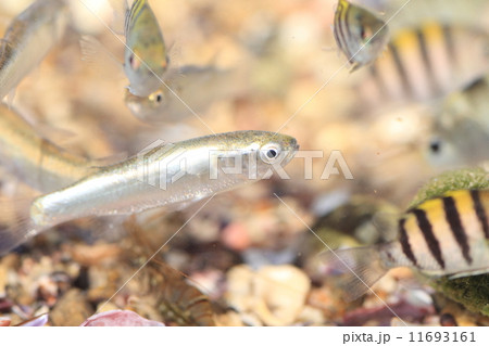 ボラの稚魚の写真素材