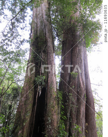 台湾　阿里山国家森林遊楽区　巨大木　タイワンヒノキ 11693635