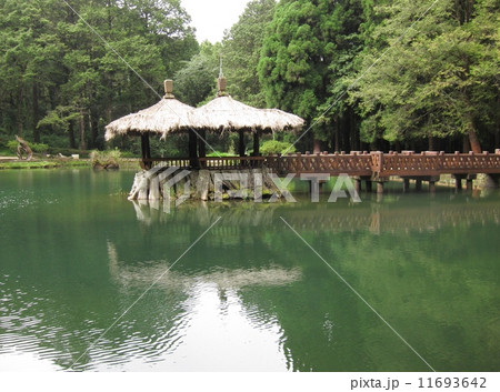 台湾　阿里山国家森林遊楽区　姉妹潭　姉潭 11693642
