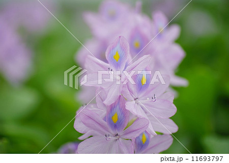 布袋葵・埼玉県加須市（道の駅・「童謡のふる里おおとね」） 11693797