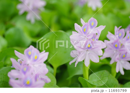 布袋葵・埼玉県加須市（道の駅・「童謡のふる里おおとね」） 11693799