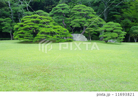 風格ある緑地の松 11693821