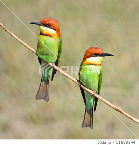Chestnut-headed Bee-eater 11693844
