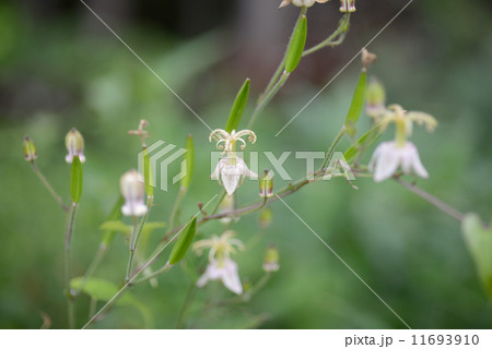 ヤマホトトギス 11693910