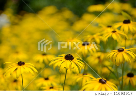 ルドベキア・タカオ ルドベキア・タカオ 11693917