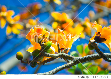 Dried Cotton Flower for Northern Thai Noodle Curry Nam Ngeaw 11693994