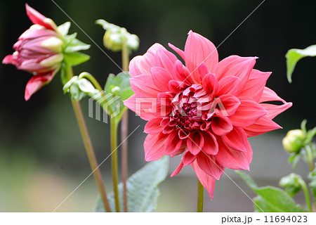 赤いダリアの花 赤いダリアの花 11694023