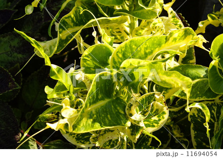 観葉植物　01 11694054