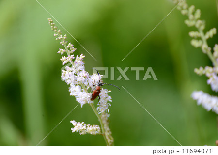 アカハナカミキリ アカハナカミキリ 11694071