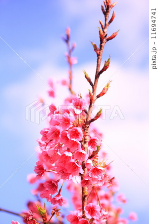 cherry blossom cherry blossom 11694741